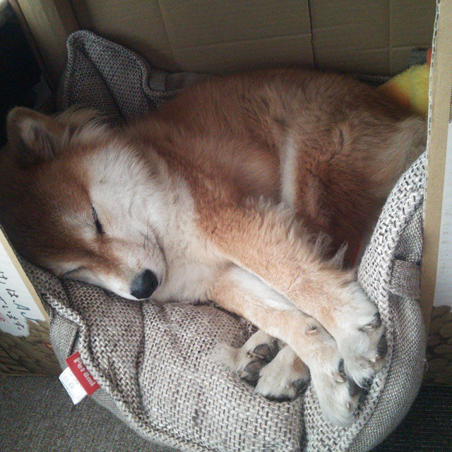 数据爆炸!小贾伦全面进化,森林狼撕碎公牛背后的唯一性哲学